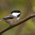 The Best Birdwatching Spots in Suffolk County, NY